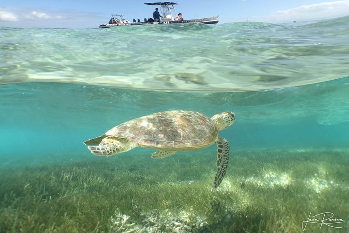 Water Taxi Signal Island Turtle Tour for cruisers - Photo 1 of 7